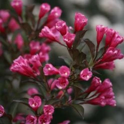 Wine & Roses® Weigela Shrub 8 Wine & Roses® Weigela Shrub -Evergreen Store Wine and Roses Weigela 3 FGT