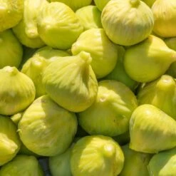 Yellow Fig Tree 8 Yellow Fig Tree -Evergreen Store Yellow Fig 1