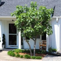 Yellow Fig Tree 9 Yellow Fig Tree -Evergreen Store Yellow Fig 5