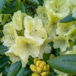 Yellow Rhododendron -Evergreen Store Yellow Rhododendron 2 FGT