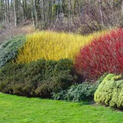 Yellow Twig Dogwood Shrub 10 Yellow Twig Dogwood Shrub -Evergreen Store Yellow Twig Dogwood 1