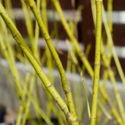 Yellow Twig Dogwood Shrub 12 Yellow Twig Dogwood Shrub -Evergreen Store Yellow Twig Dogwood 4 FGT