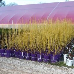 Yellow Twig Dogwood Shrub 15 Yellow Twig Dogwood Shrub -Evergreen Store Yellow Twig Dogwood 8