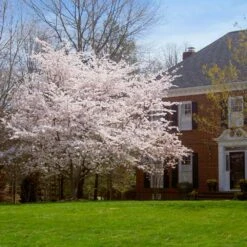 Yoshino Cherry Tree -Evergreen Store Yoshino Cherry 8 FGT