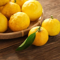 Yuzu Tree 7 Yuzu Tree -Evergreen Store Yuzu Citrus 3 FGT