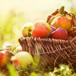 Zestar Apple Tree -Evergreen Store Zestar Apple 2