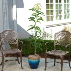 Condo Mango Tree -Evergreen Store condo mango 1