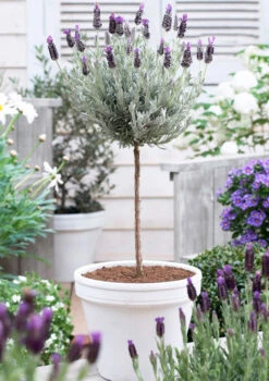 Lavender Standard Topiary Tree -Evergreen Store lavender topiary 600