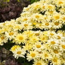 Amazing DaisiesĀ® āBanana Cream IIā Shasta Daisy