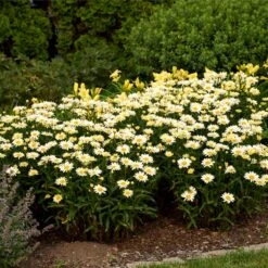 Amazing Daisies® ‘Banana Cream II’ Shasta Daisy -Evergreen Store leucanthemum amazing daisies banana cream ii 3