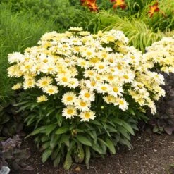 Amazing Daisies® ‘Banana Cream II’ Shasta Daisy -Evergreen Store leucanthemum amazing daisies banana cream ii gal
