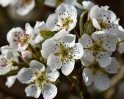 Olympic Giant Asian Pear Tree -Evergreen Store olympic pear 450 1