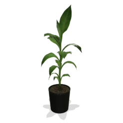 Cold Hardy Banana Tree -Evergreen Store products 0759c65d 800b 498b b0a2 d9fb8d8c790e