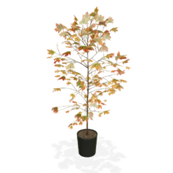 Autumn Blaze® Red Maple Tree -Evergreen Store products 5f8d8f31 87b0 4c0c bdb7 89dc64fd77ef