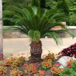 Sago Palm Tree -Evergreen Store sago palm 11
