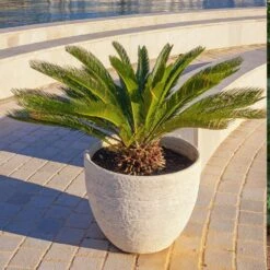 Sago Palm Tree -Evergreen Store sago palm 5 FGT
