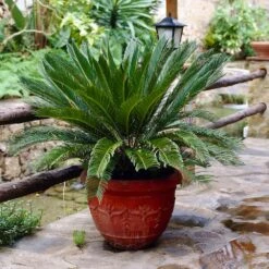 Sago Palm Tree -Evergreen Store sago palm 7 FGT