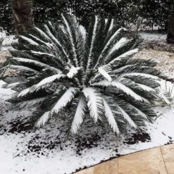 Sago Palm Tree -Evergreen Store sago palm 9 FGT