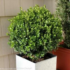 Sprinter® Boxwood Shrub 7 Sprinter® Boxwood Shrub -Evergreen Store sprinter boxwood 2 FGT