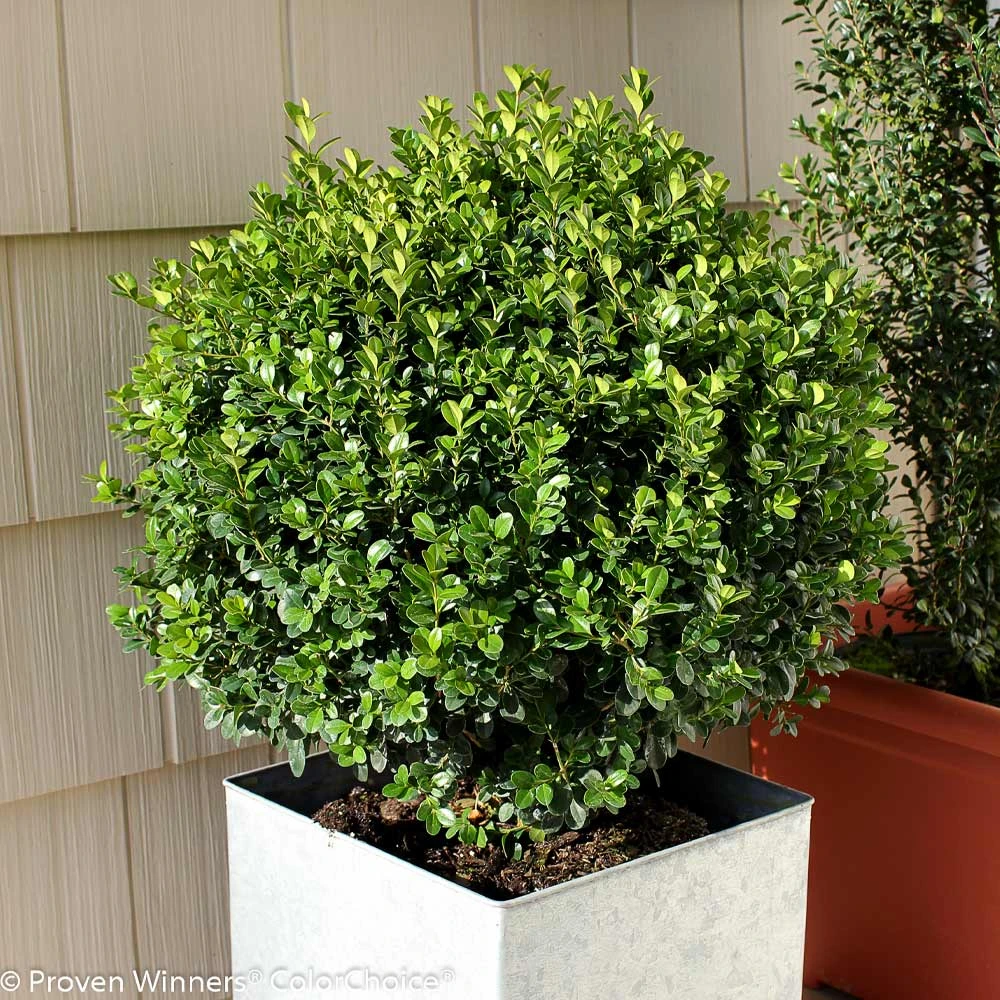 Sprinter® Boxwood Shrub 3 Sprinter® Boxwood Shrub - Image 3