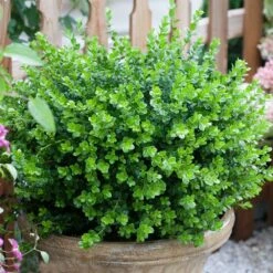 Sprinter® Boxwood Shrub 8 Sprinter® Boxwood Shrub -Evergreen Store sprinter boxwood 3