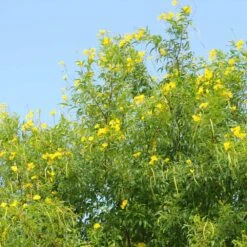 Sundance Tecoma -Evergreen Store tECOMA sTANS sUNDANCE 1