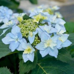 Tuff Stuff Ah-Ha® Hydrangea Shrub -Evergreen Store tuff stuff ah ha hydrangea 3