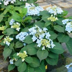 Tuff Stuff Ah-Ha® Hydrangea Shrub -Evergreen Store tuff stuff ah ha hydrangea 4