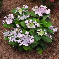 Tuff Stuff Ah-Ha® Hydrangea Shrub -Evergreen Store tuff stuff ah ha hydrangea 7 FGT