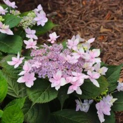 Tuff Stuff Ah-Ha® Hydrangea Shrub -Evergreen Store tuff stuff ah ha hydrangea 8