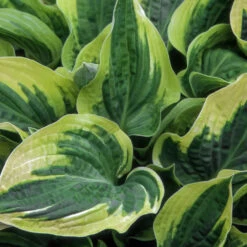 Wide Brim Hosta 6 Wide Brim Hosta -Evergreen Store wide brim hosta 1