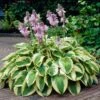 Wide Brim Hosta