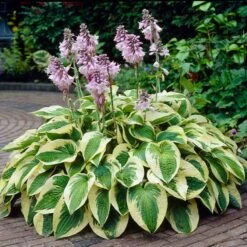 Wide Brim Hosta