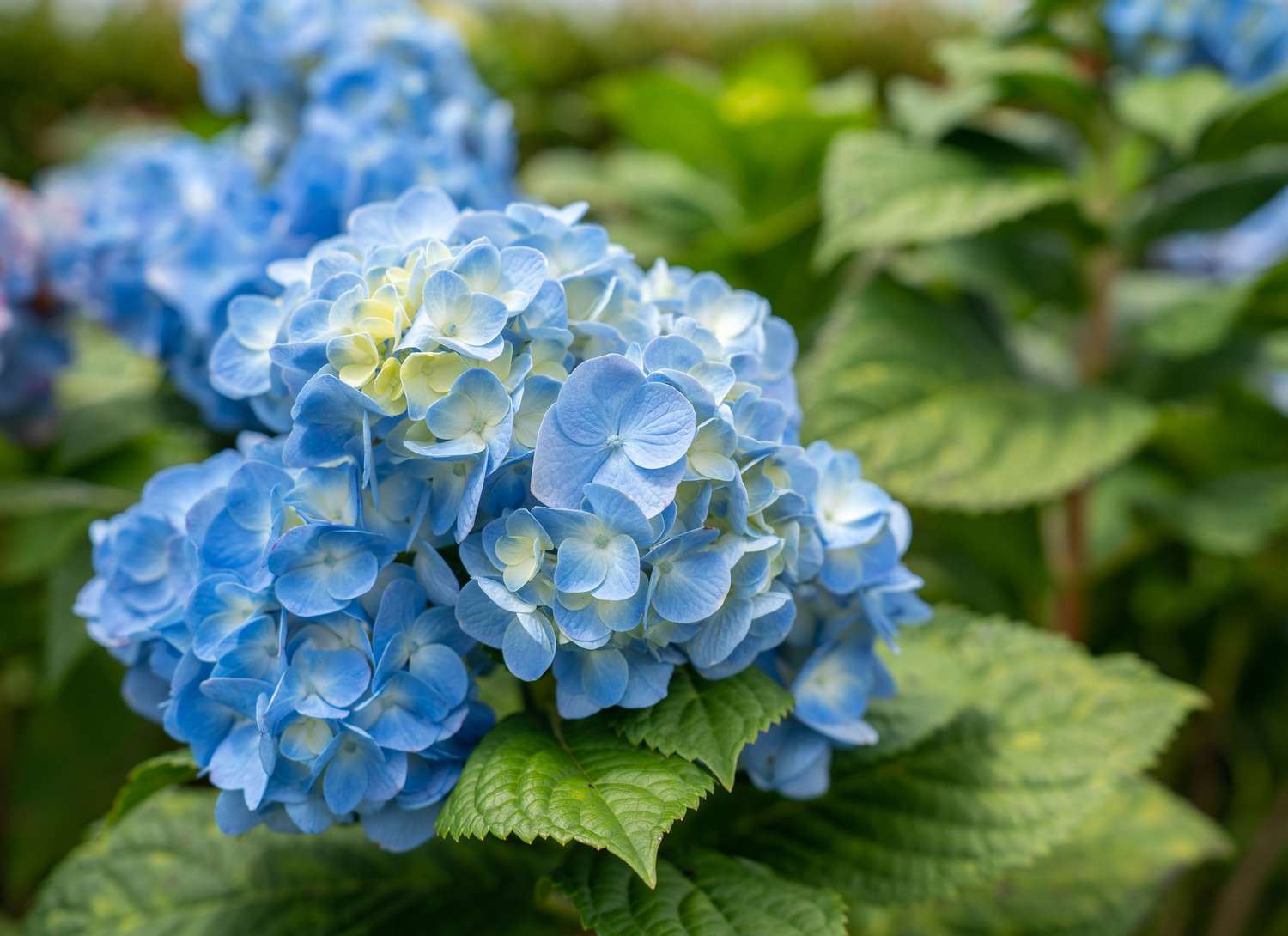 Evergreen Store -Evergreen Store 15 flowering shrubs make garden look like painting bigleaf hydrangea getty 1223 bcc76f0475b44f36b874064c72a324c3