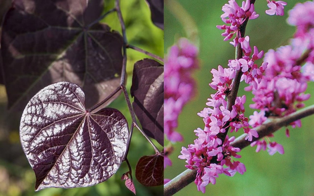 Evergreen Store -Evergreen Store Redbud Black Pearl 5 66588